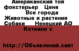 Американский той фокстерьер › Цена ­ 25 000 - Все города Животные и растения » Собаки   . Ненецкий АО,Коткино с.